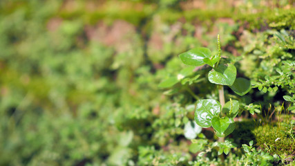Small plant on pile of lichen and moss. Sprout in the forest.