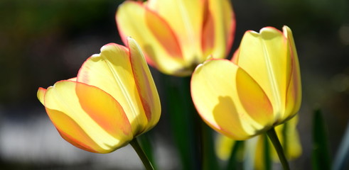 Tulpen in Gelb vor dunklen Hintergrund