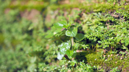 Small plant on pile of lichen and moss. Sprout in the forest.