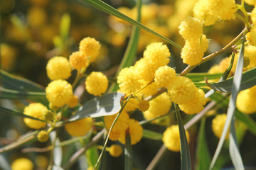 Extreme close-up of the yellow mimosa flowers