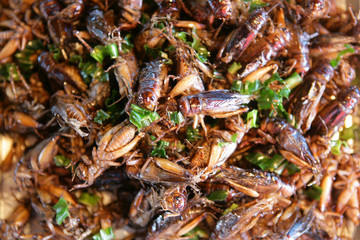 Frittierte Käfer auf einem Markt