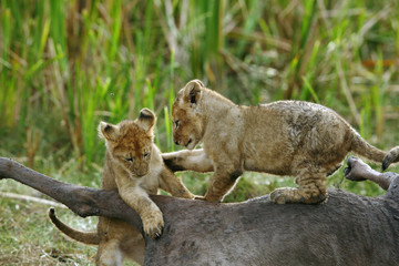 The lion cubs  on Wildebeest carcass, Kenya