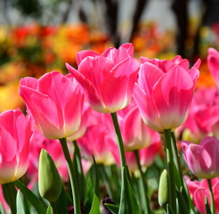 Ein Meer aus Tulpen im Sonnenschein