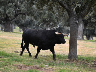 bull in spain