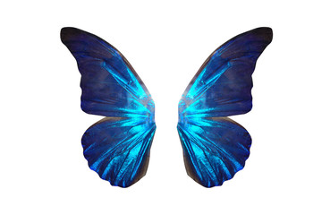 tropical butterfly wings isolated on white background.