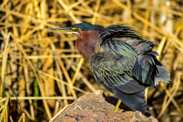 Green Heron
