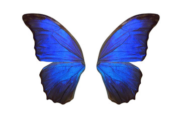 tropical butterfly wings isolated on white background.
