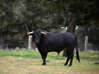toro bravo español en una ganaderiua