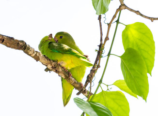 A pair of Green-rumped Parrotlets cuddling with each other.