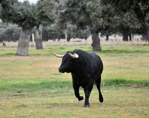 toro bravo español en una ganaderiua