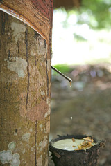 Kautschuk Ernte in einer Plantage bei Krabi, Thailand