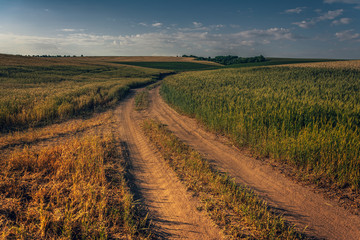 Fototapeta premium Fields landscape in summer sunset and sunrise