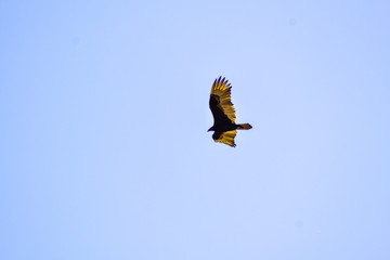 Hawk