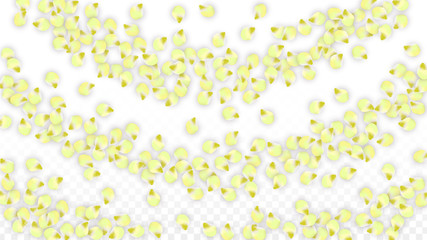 Vector Realistic Pink Petals Falling on Transparent Background.  Spring Romantic Flowers Illustration. Flying Petals. Sakura Spa Design. Blossom Confetti.