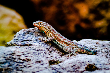 wildlife