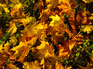 Ahornblätter im Herbst, liegen am Boden