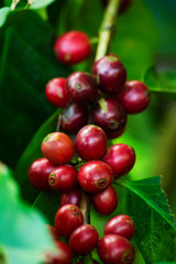 Close Up Of Coffee Cherries