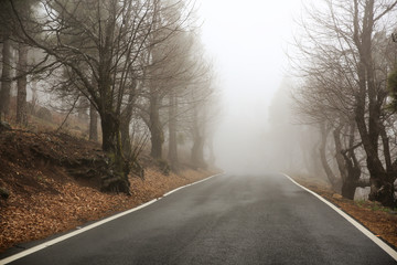 Summer road of free space and fog 