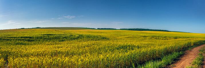 Fields landscape in summer sunset and sunrise