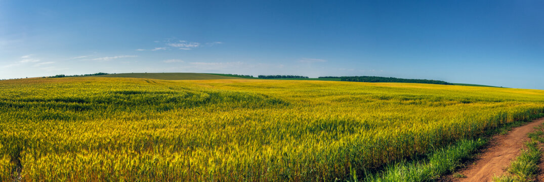 Fields landscape in summer sunset and sunrise
