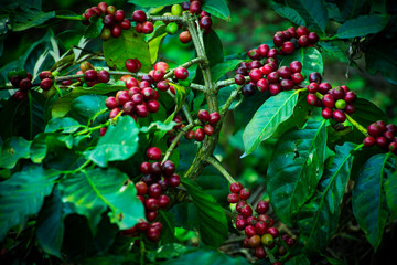Close Up Of Coffee Cherries