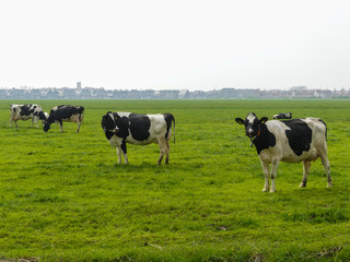 Fototapeta premium black and white fresian holstien dairy cattle in a field of grass pasture