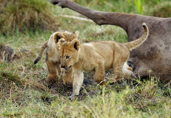 The lion cubs near a Wildebeest carcass,  Masai Mara, Kenya