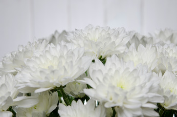 Large bouquet of white chrysanthemums with green stalks stands against a white wooden wall