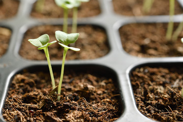 Young plants growing in nursery tray in the garden