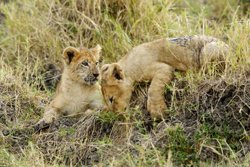 The lion cubs playing at Masai Mara, Kenya