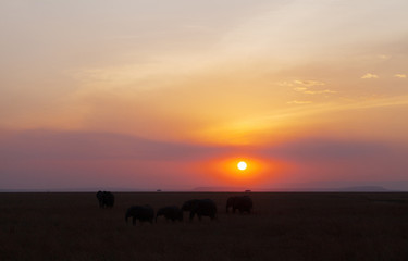 Fototapeta na wymiar Silhouette of Elephant in Masai Mara wildlife century
