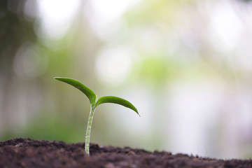 Young green sappling plant with dew growing