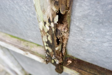 weathered wooden doors