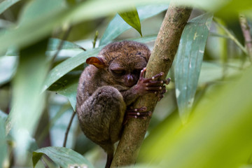tarsier philipines small