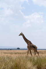 Giraffe is the tallest living terrestrial animal