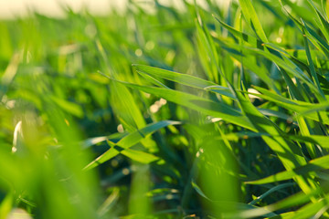 Young sprouts are on the field. Green grass closeup.