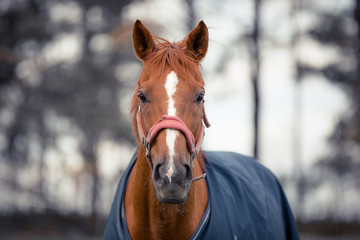 portrait of red dressage gelding horse in horsecloth in autumn landscape