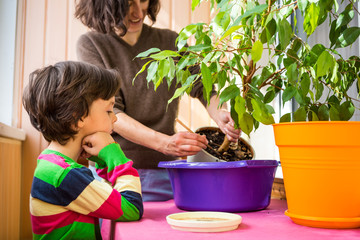 Replanting potted plant.