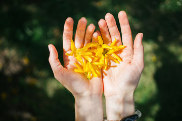 Hands holds spring yellow flowers are on a natural background. Freedom and Love Nature Consept