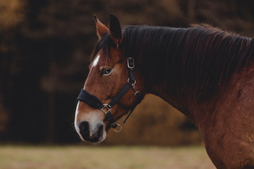 portrait of gelding horse with blue eyes and white spot on forehead in autumn landscape