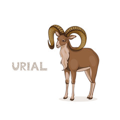 Vector illustration, a cartoon urial with long curly horns, isolated on a white background. Animal alphabet.