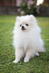 Cute white pomeranian dog in green summer grass