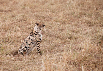 Cheetah observing the surrounding at Masai Mara, Kenya