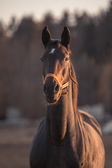 portrait of beautiful horse with white spot on forehead in autumn landscape
