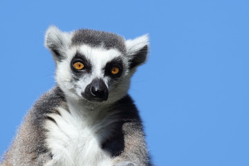 Naklejka na ściany i meble Katta / Ring-tailed Lemur / Lemur catta