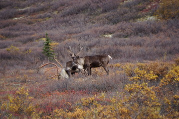 Fototapeta premium Beautiful Caribous in wilderness in Alaska