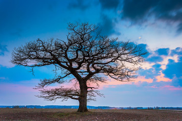 Fototapeta na wymiar Old oak tree in the evening light, Lithuania Europe