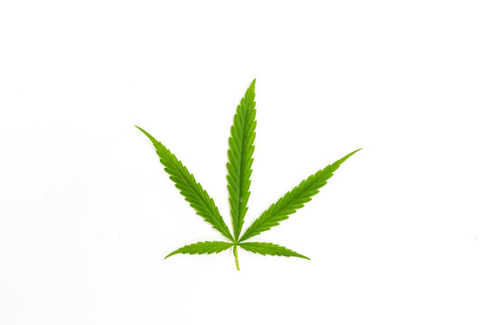 The Cannabis plant, Ganja