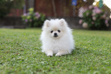 Cute white pomeranian dog in green summer grass