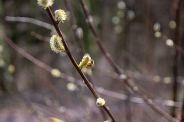 Willow branches with a bee on a catkin